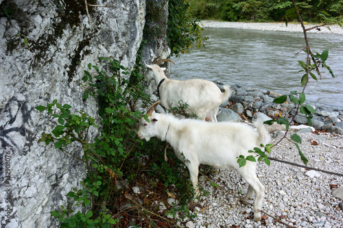 Goats graze on the Mzymta River photo