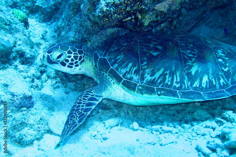 Fototapeta premium 海中写真