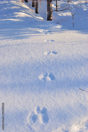 Winter Siberian forest, Omsk region