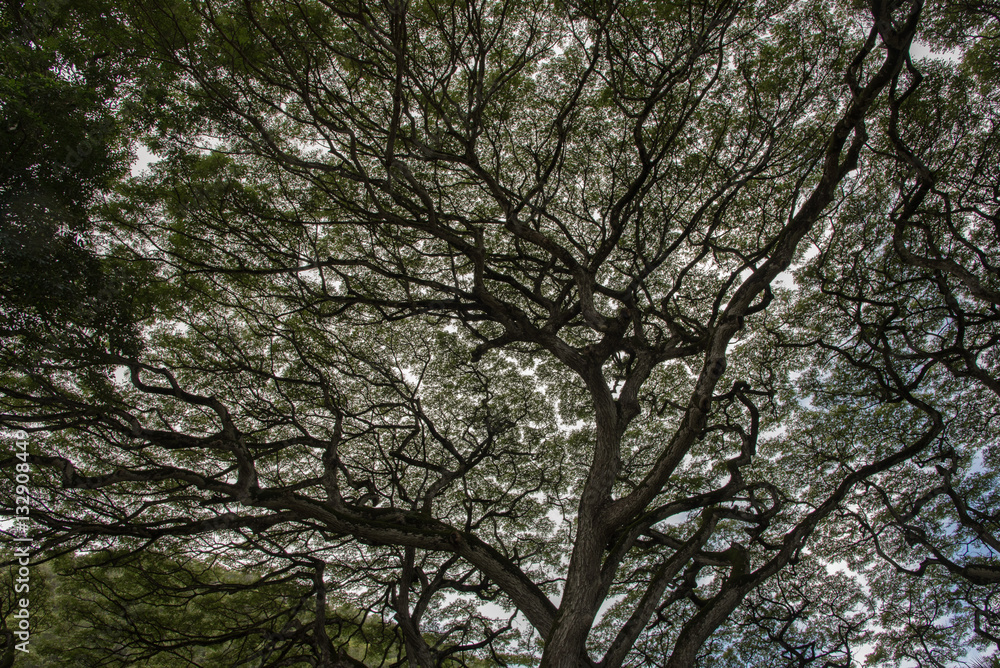 Majestic tree at the Waimea Falls park, Oahu Majestic tree at the Waimea Falls park, Oahu