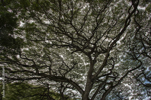 Majestic tree at the Waimea Falls park, Oahu