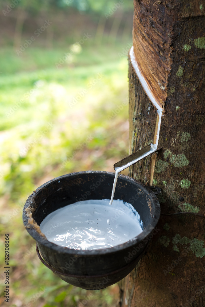 Hoofdkwartier Proberen uitroepen Milky latex extracted from rubber tree (Hevea Brasiliensis) as a source of  natural rubber Stock Photo | Adobe Stock