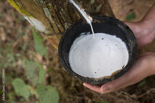 Milky latex extracted from rubber tree (Hevea Brasiliensis) as a source of natural rubber photo