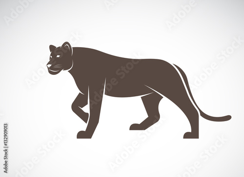 Vector of a lion female on white background  Wild Animals.