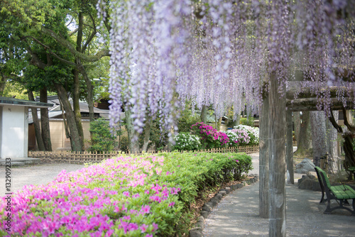 中村公園の藤棚