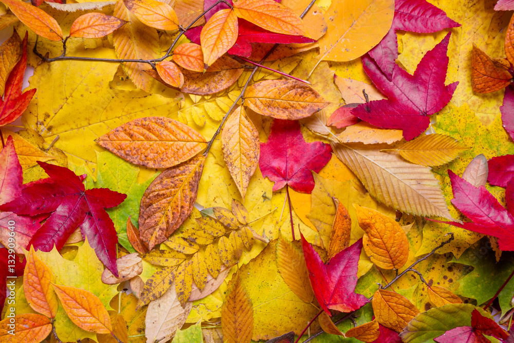 Autumn Leaves Background. Leaves tree maple Autumn Leaves Background. Leaves tree maple