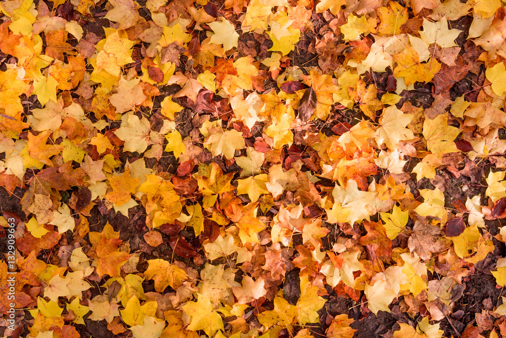 Autumn Leaves Background. Colorful autumn Autumn Leaves Background. Colorful autumn