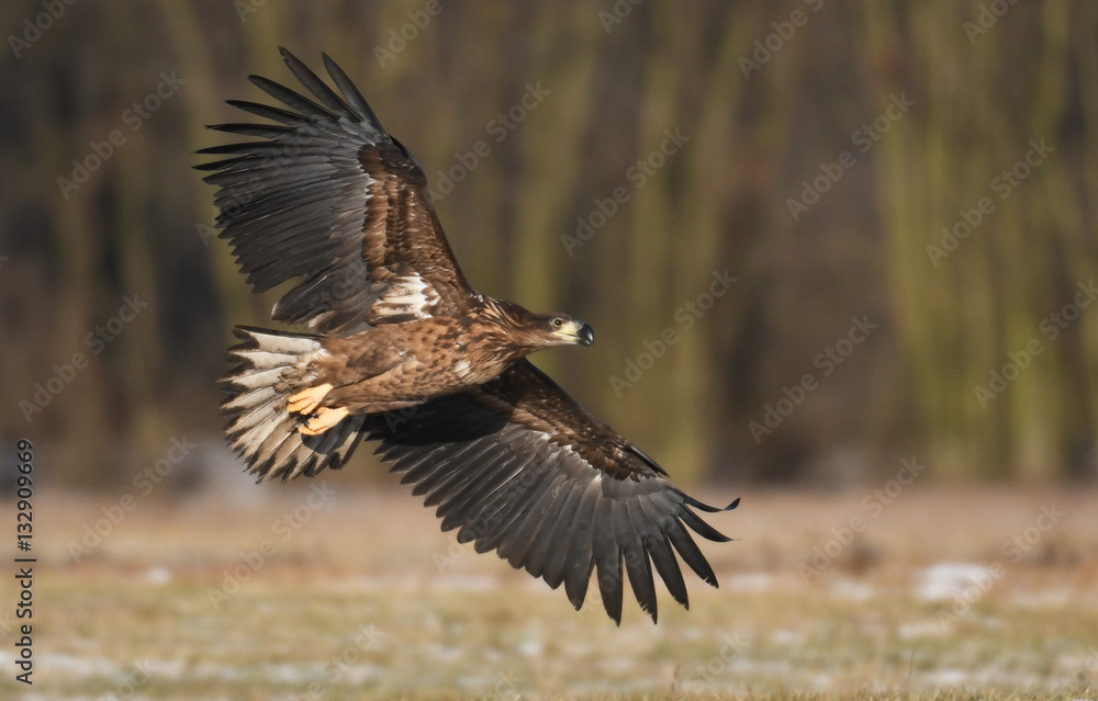 Fototapeta premium Bielik (Haliaeetus albicilla)