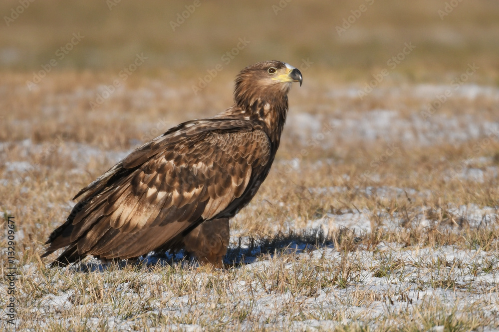 White tailed Eagle (Haliaeetus albicilla) White tailed Eagle (Haliaeetus albicilla)