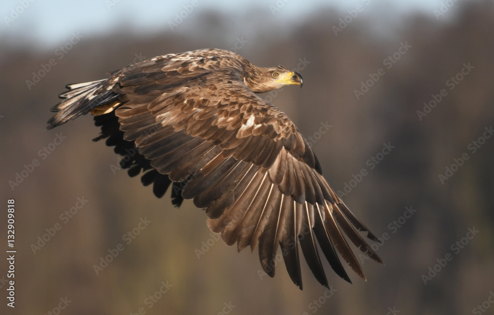 White tailed Eagle (Haliaeetus albicilla) White tailed Eagle (Haliaeetus albicilla)
