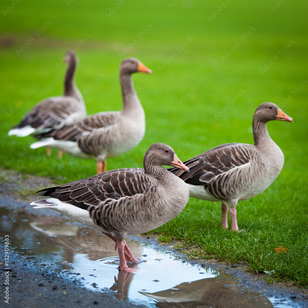 geese on green meadow. geese and goose. Group of gray geese geese on green meadow. geese and goose. Group of gray geese