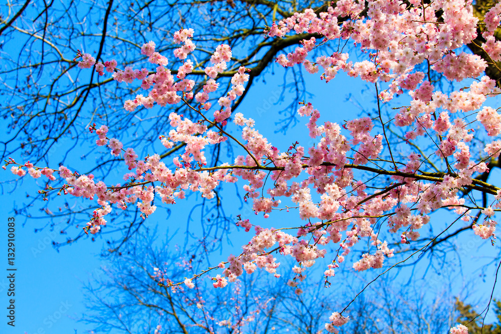 Beautiful cherry landscape. spring sakura pink flower Beautiful cherry landscape. spring sakura pink flower