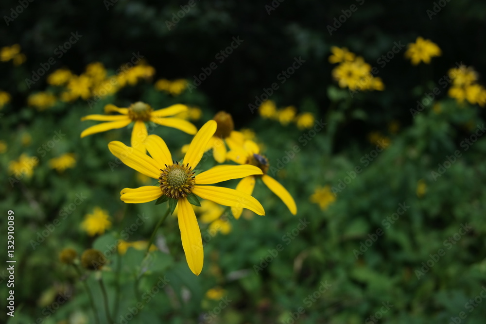 Obraz premium Daisies in mountain field
