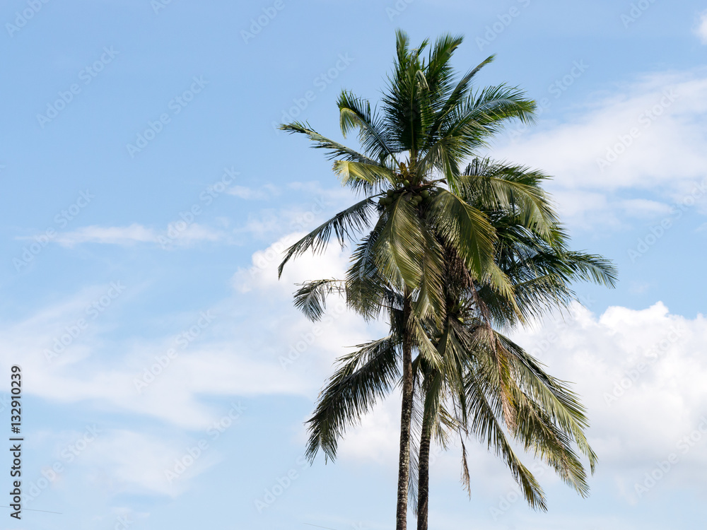 Coconut tree against with blue sky and white cloud.