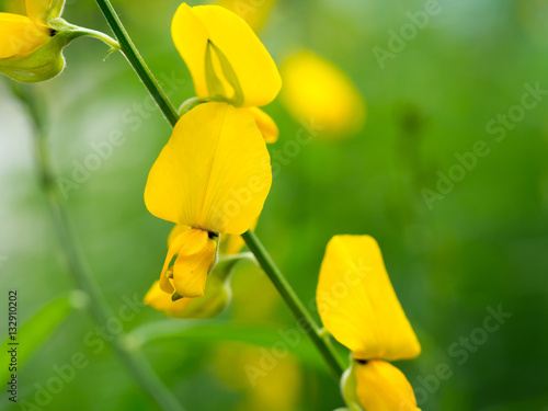 Close up yellow Crotalaria juncea flower or Sunhemp flower (selective focus) photo