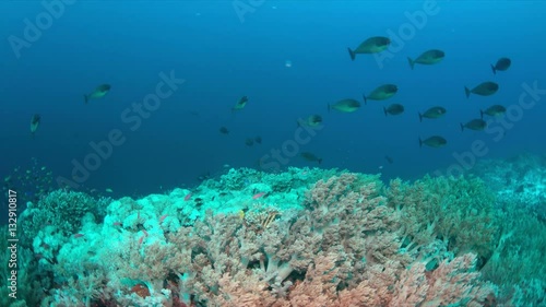 Wallpaper Mural Colorful coral reef with healthy corals and plenty fish. 4k footage Torontodigital.ca