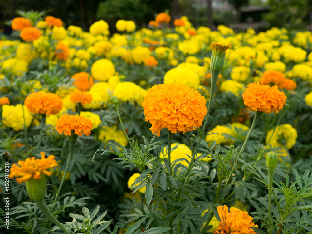 Yellow and orange marigold flowers in garden. Yellow and orange marigold flowers in garden.