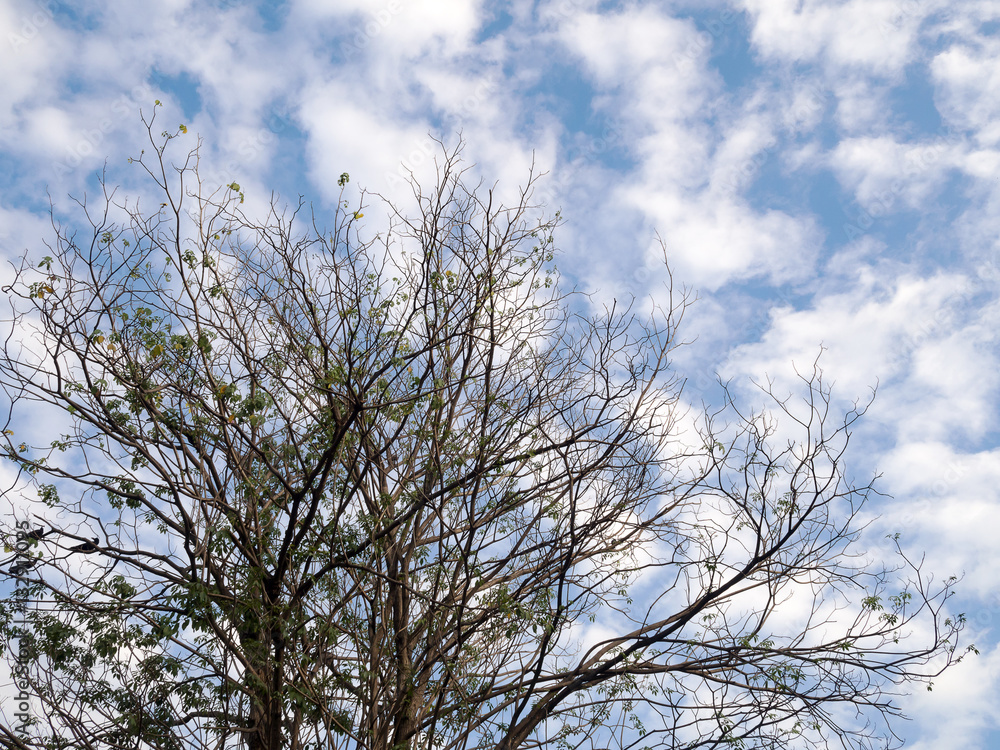 Autumn tree branches without leaves against with blue sky and white cloud