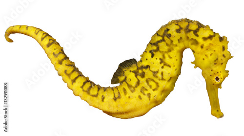 Yellow Seahorse isolated on white background. Tigertail Seahorse, Sea Horse