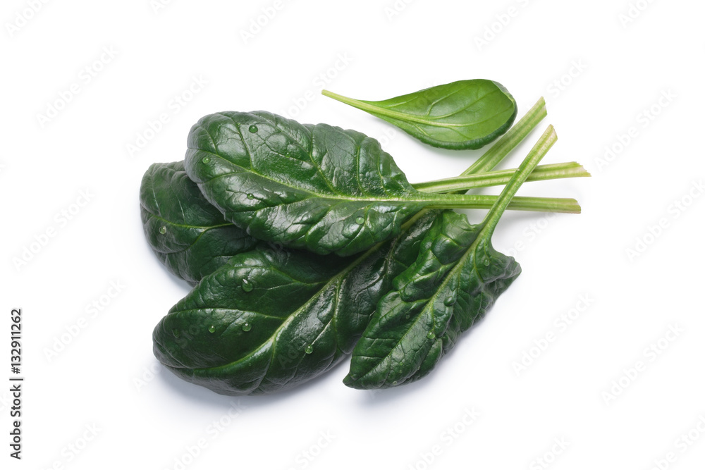 Spinach (Spinacia oleracea) leaves, top view, paths Spinach (Spinacia oleracea) leaves, top view, paths