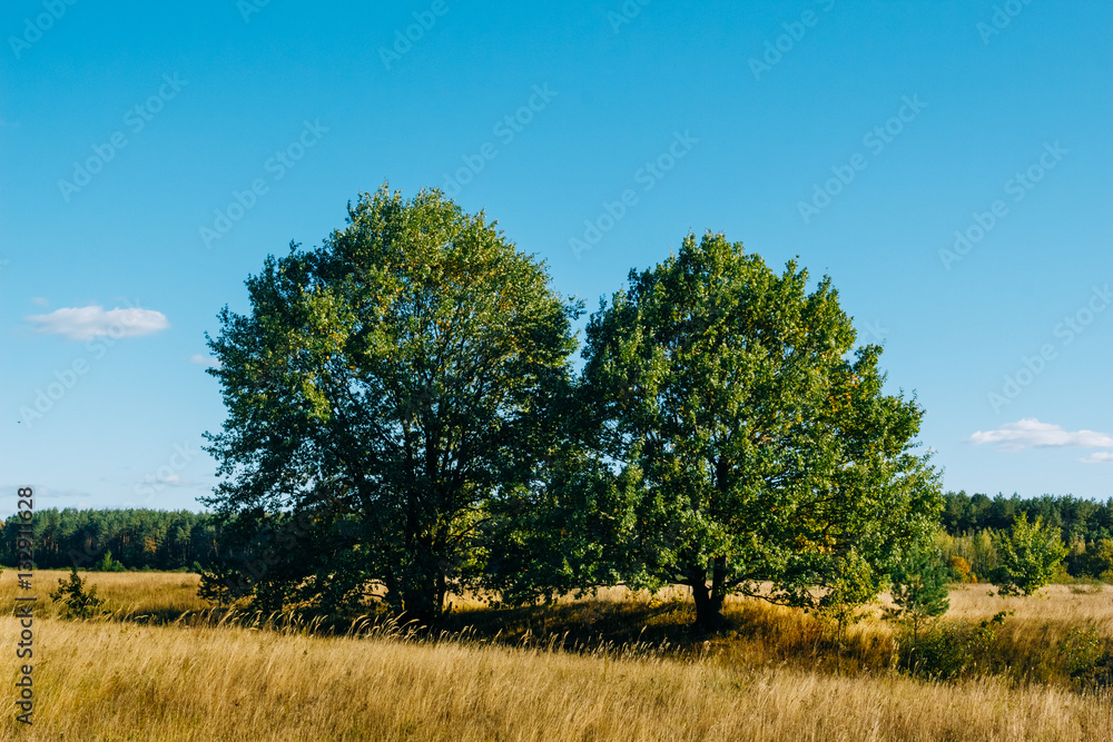 Fototapeta premium Oak trees in a rural field