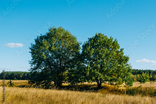 Oak trees in a rural field