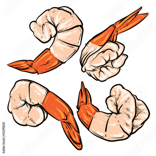 Shrimp drawing on a white background. seafood for a party or din