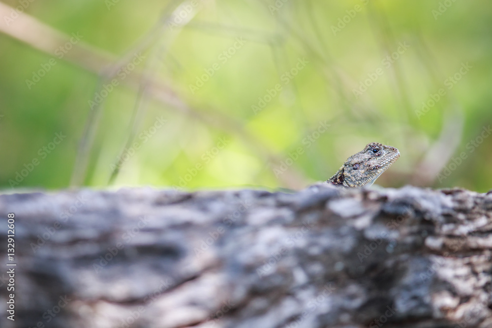 Southern tree agama peeking from over a branch. Southern tree agama peeking from over a branch.