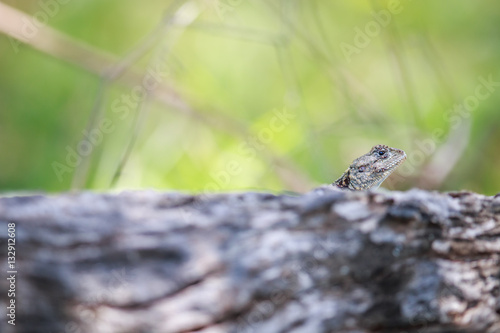 Southern tree agama peeking from over a branch.