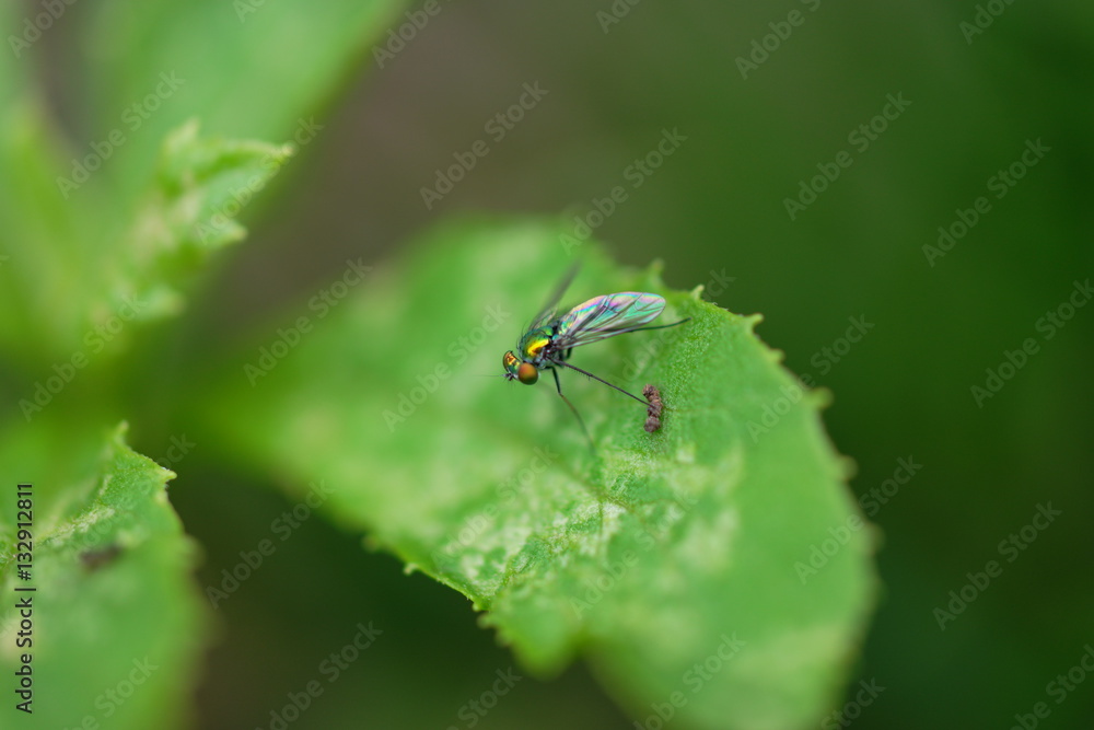 Garden fly on leaf with iridescent wing Garden fly on leaf with iridescent wing