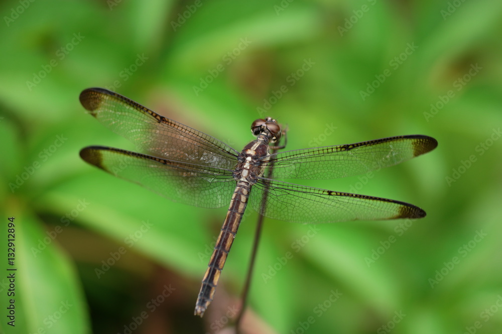 Yellow-sided Skimmer Dragonfly sunning on branch Yellow-sided Skimmer Dragonfly sunning on branch