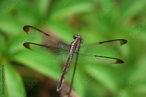 Yellow-sided Skimmer Dragonfly sunning on branch © SCJohnG