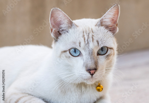 portrait of thai cat