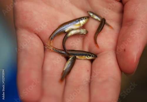 Shiny minnows in child's hand