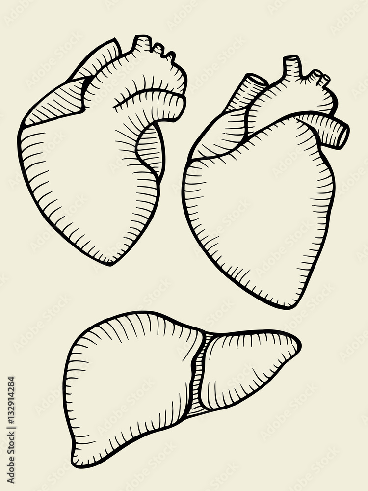 A set of human hearts A set of human hearts