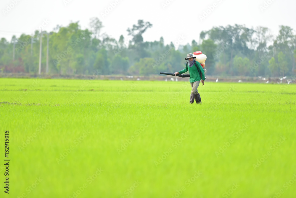 Thailand farmer spraying pesticide on rice. Thailand farmer spraying pesticide on rice.