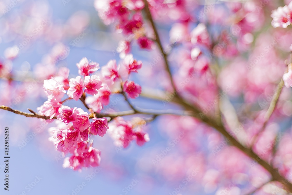 Beautiful Cherry Blossom or Sakura flower background, Soft focus