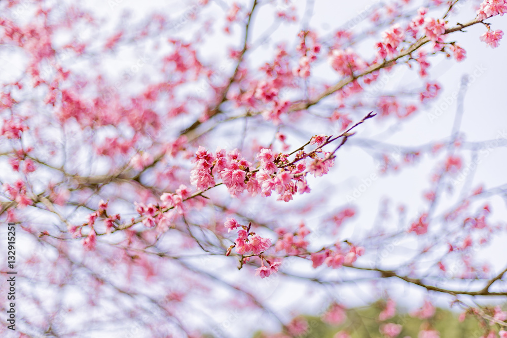 Obraz premium Beautiful Cherry Blossom or Sakura flower background, Soft focus