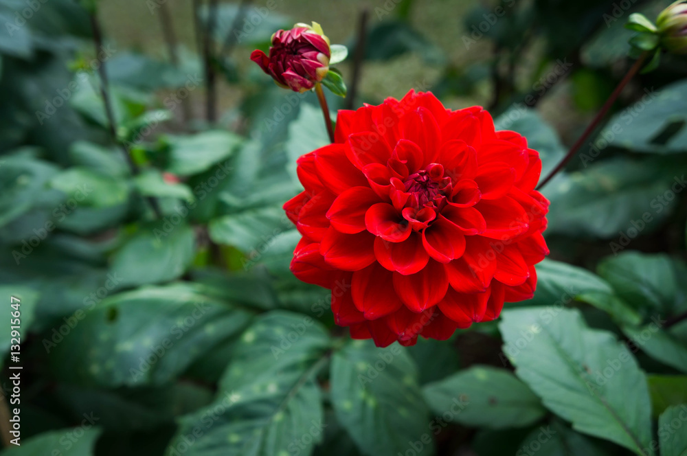 Autumn Blossom, Macro of a red dahlia Autumn Blossom, Macro of a red dahlia