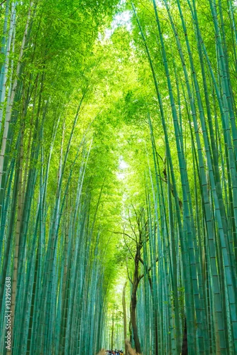 Obraz Ścieżka do bambusowego lasu w Arashiyama w Kioto.