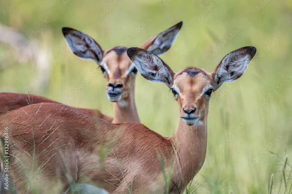 Fototapeta premium Two baby Impalas starring at the camera.