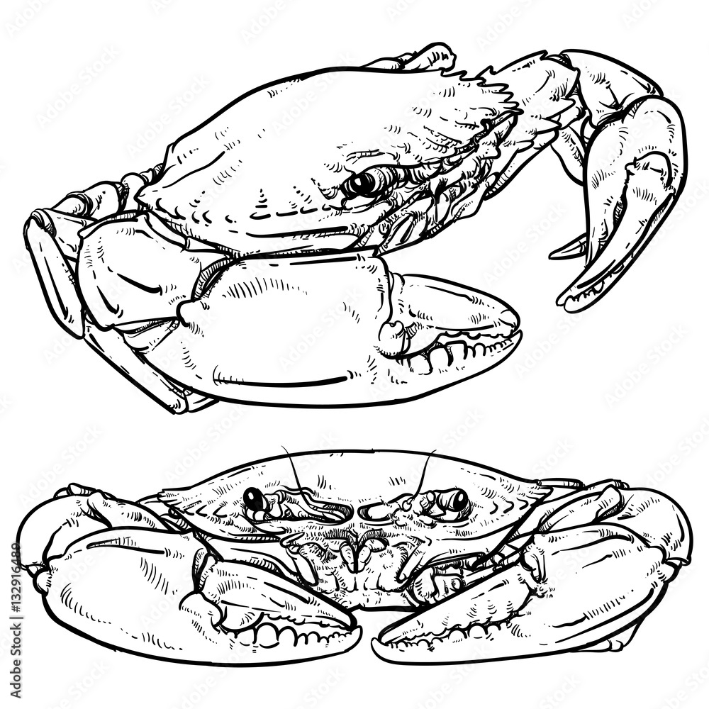 Crab drawing on white background. Hand drawn seafood illustratio Stock ...