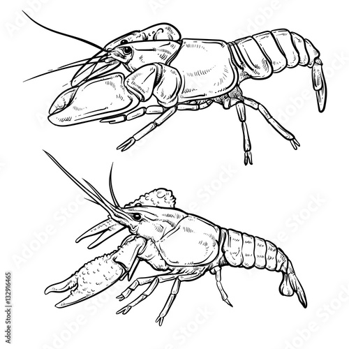 Crayfish isolated on white background. Shrimp drawing. Hand draw