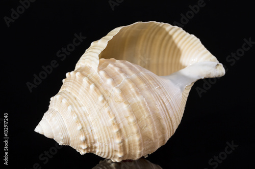 Sea shell of marine snails isolated on black background
