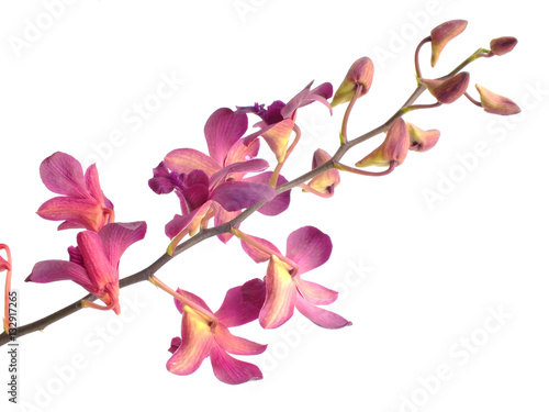 beautiful pink orchid flower bud isolated on white background
