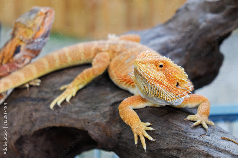 Red Bearded Dragon perched on timber, in the natural habitat. cl Red Bearded Dragon perched on timber, in the natural habitat. cl