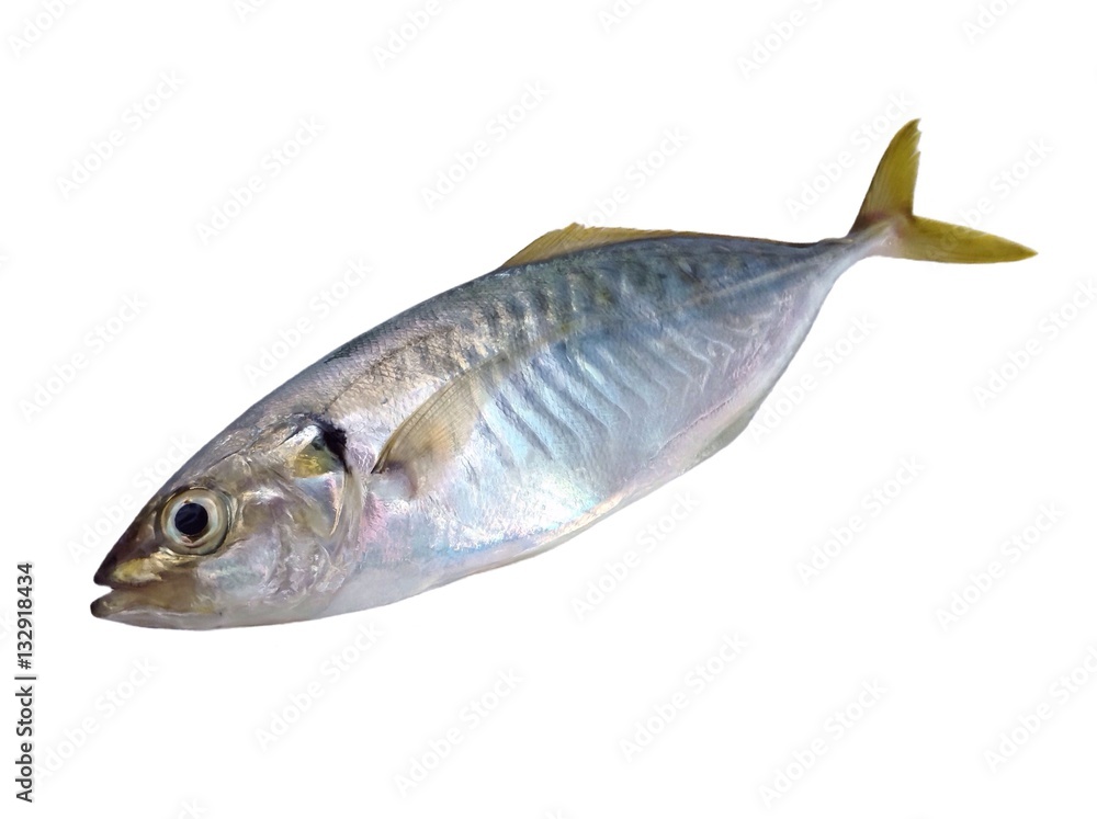 Pompano scad fish,Jack fish isolated on white background Pompano scad fish,Jack fish isolated on white background