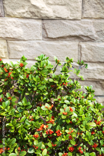 Green bush with orange flowers against grey stone brick wall 