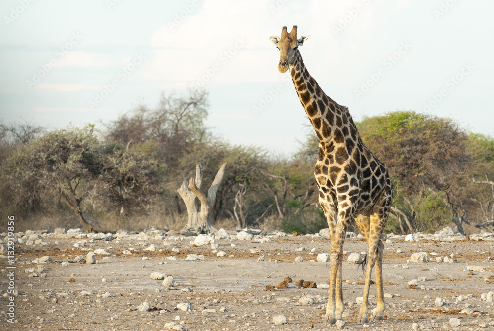 Obraz premium Giraffe auf dem Weg zum Wasserloch, Namibia