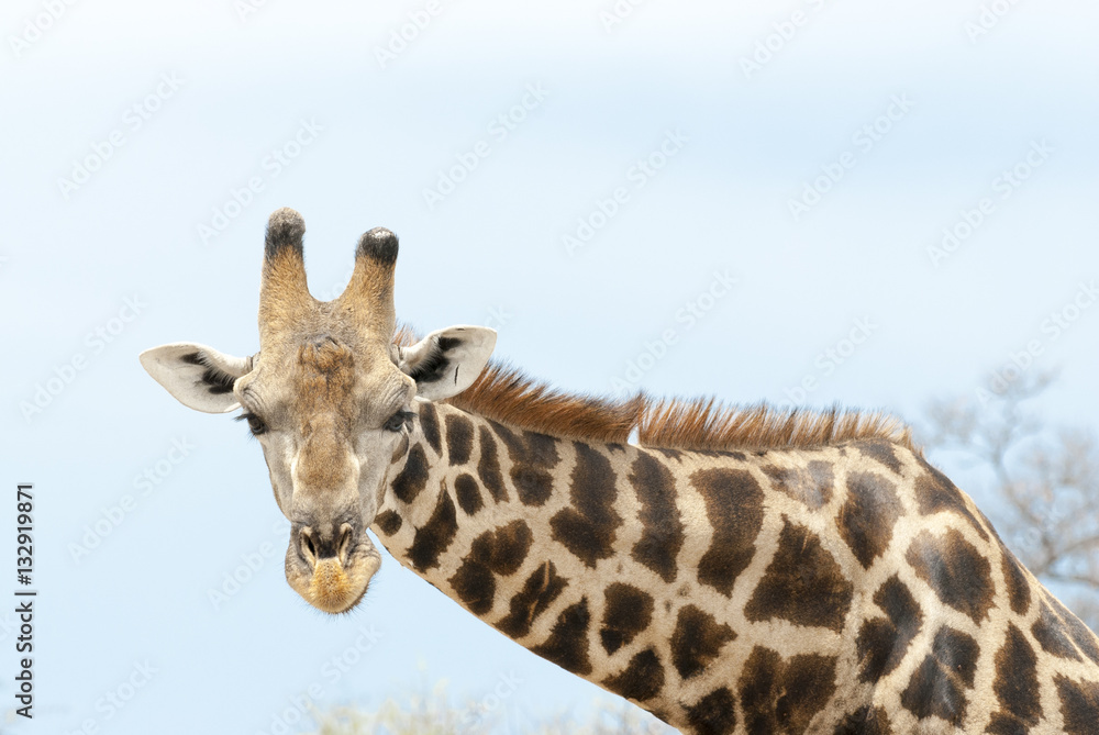 Closeup einer Giraffe, Namibia 